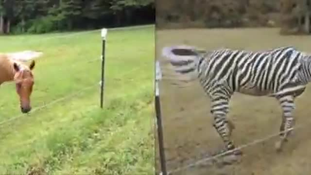 Turning a horse vidéo into a sebra vidéo