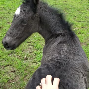 Sweet 2-day-old foal loves his back scratches
