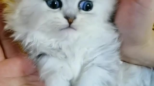 NEKO 🤗cute kitten#funny #neko #cat #catsoftiktok #kitten #kittensoftiktok #meow #fyp