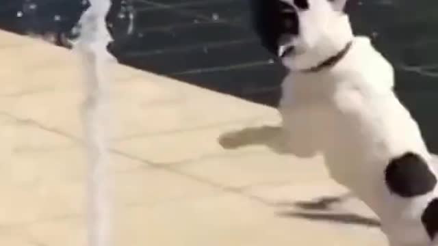 Funny Dog - 007