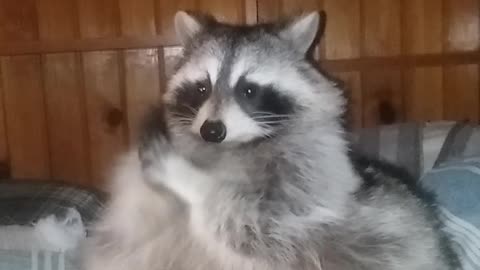 Raccoon Warms Her Hands on a Cold Day