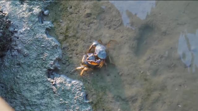 Crab is water