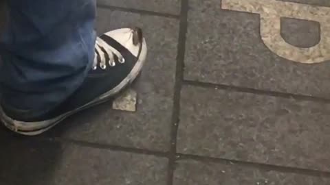 Cockroach on tip of shoe subway station