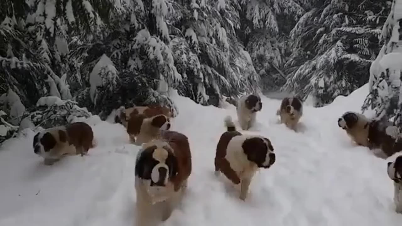 Dogs enjoying the snow