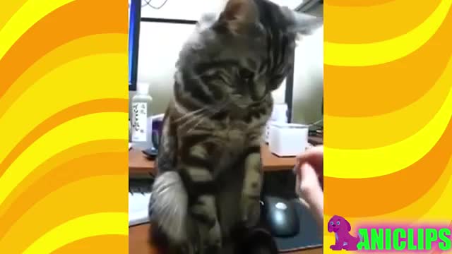 Cat funny behaviour