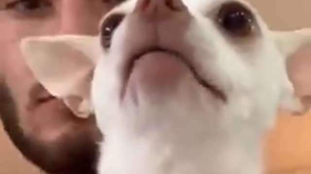 🔥 SPECIAL NIKI CHIHUAHUA #4 | Niki's (mreviatar) first videos on tiktok