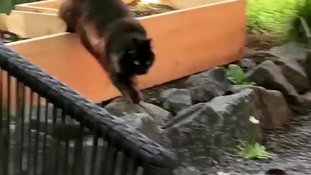 My kitty want to catch 🦋