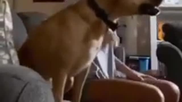 Cricket fan dog Funny video Viral video Funny meme Whatsapp status video Viral file_360p