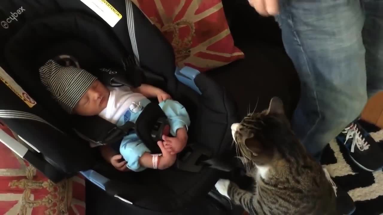 Cats and Babies meeting for first time.