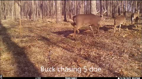 Doe get chased