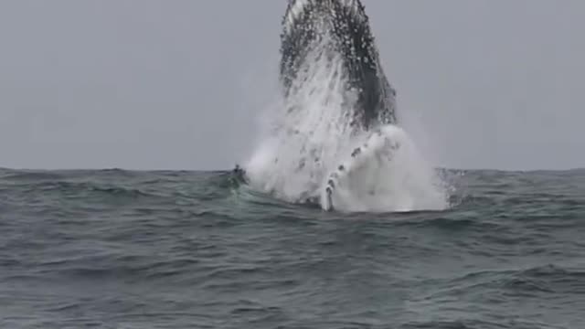 Bid Blue Whale Fish in Sea