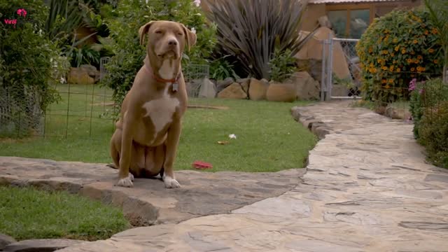 Dog Barks At Babysitter, So Mom Hides Camera In Hair