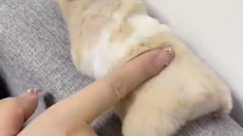Touch a hamster