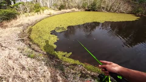 This HIDDEN Pond is LOADED w/Bass (Bank Fishing)