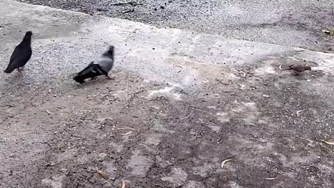 FEEDING BREAD TO THE BIRDS.