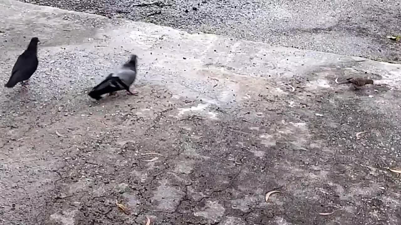 FEEDING BREAD TO THE BIRDS.