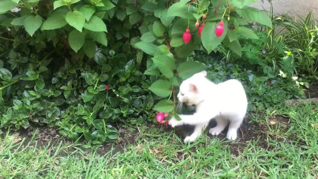 Un chaton qui joue avec une rose