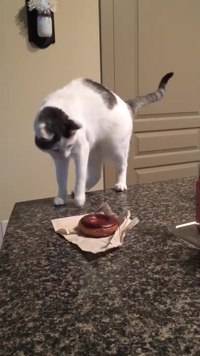 Gatito completamente obnubilado con una dona sobre la mesada, tiene graciosa reacción