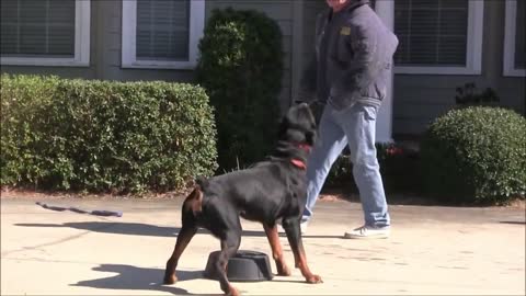 This Dog-Training Skill is Required for Everyone! Training with a touchpad