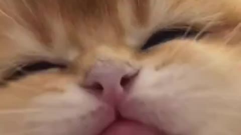 funny cat❤️🐱