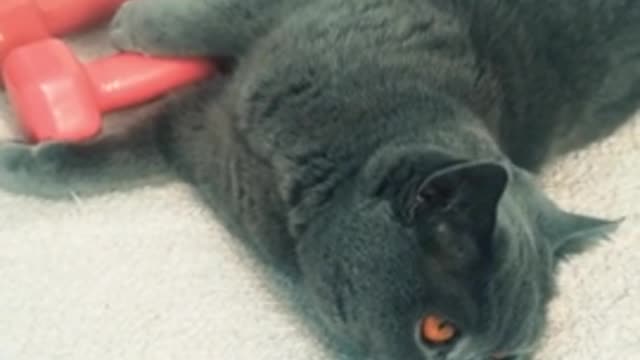 A British Shorthair wants to work out as well