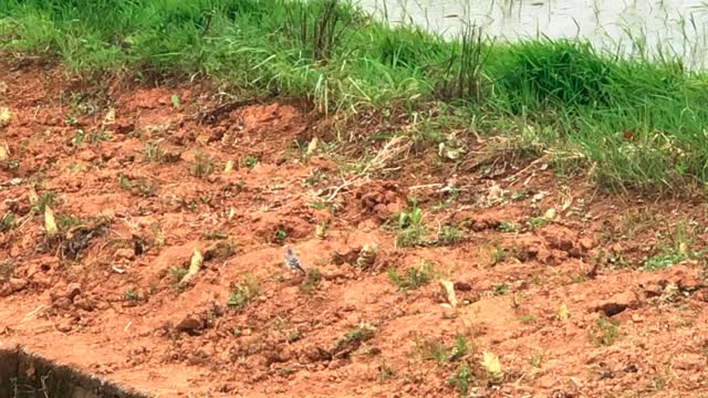 老家田野的白鹭与小鸟 Egret and bird in the old home field