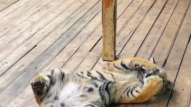 Lay on the ground and roll