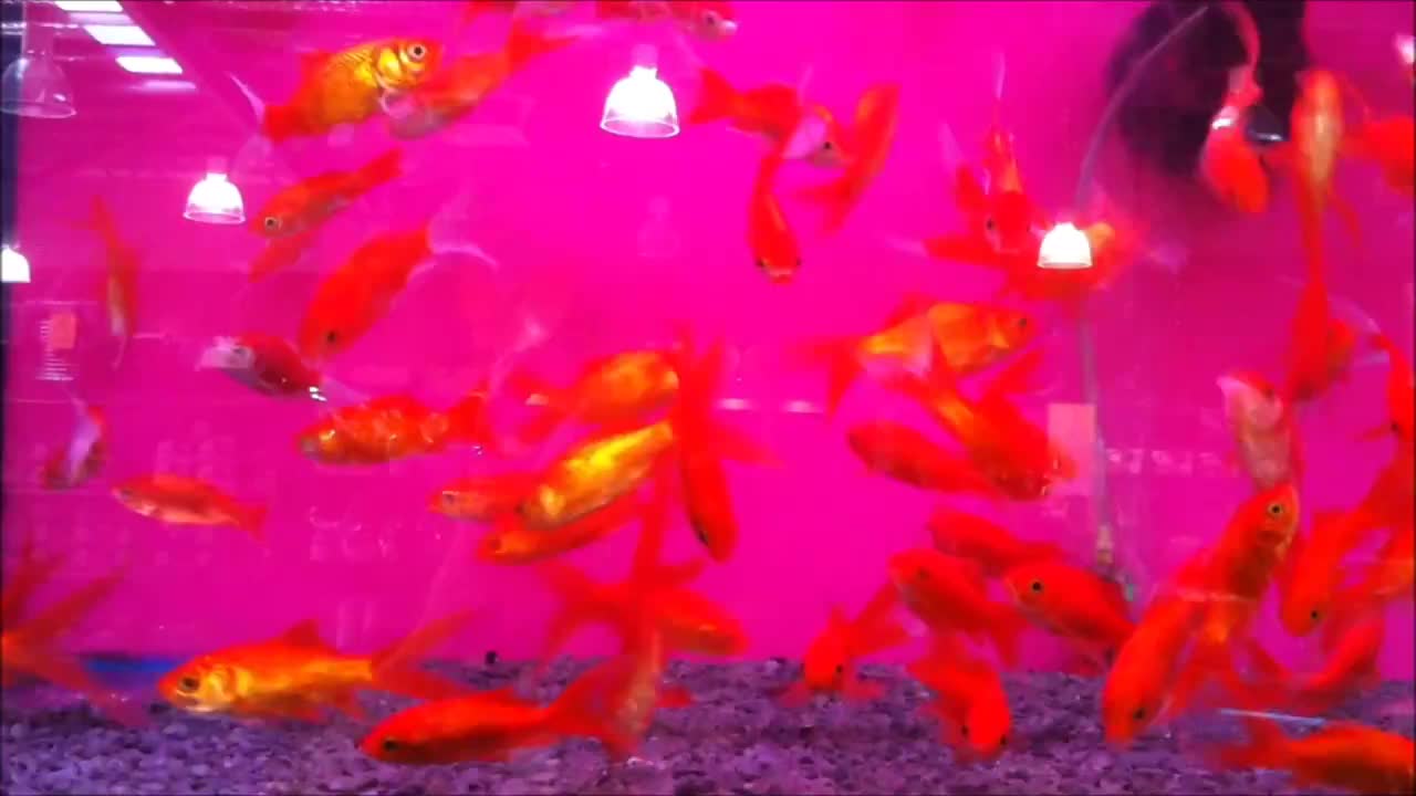 Comet Gold Fish 5cm