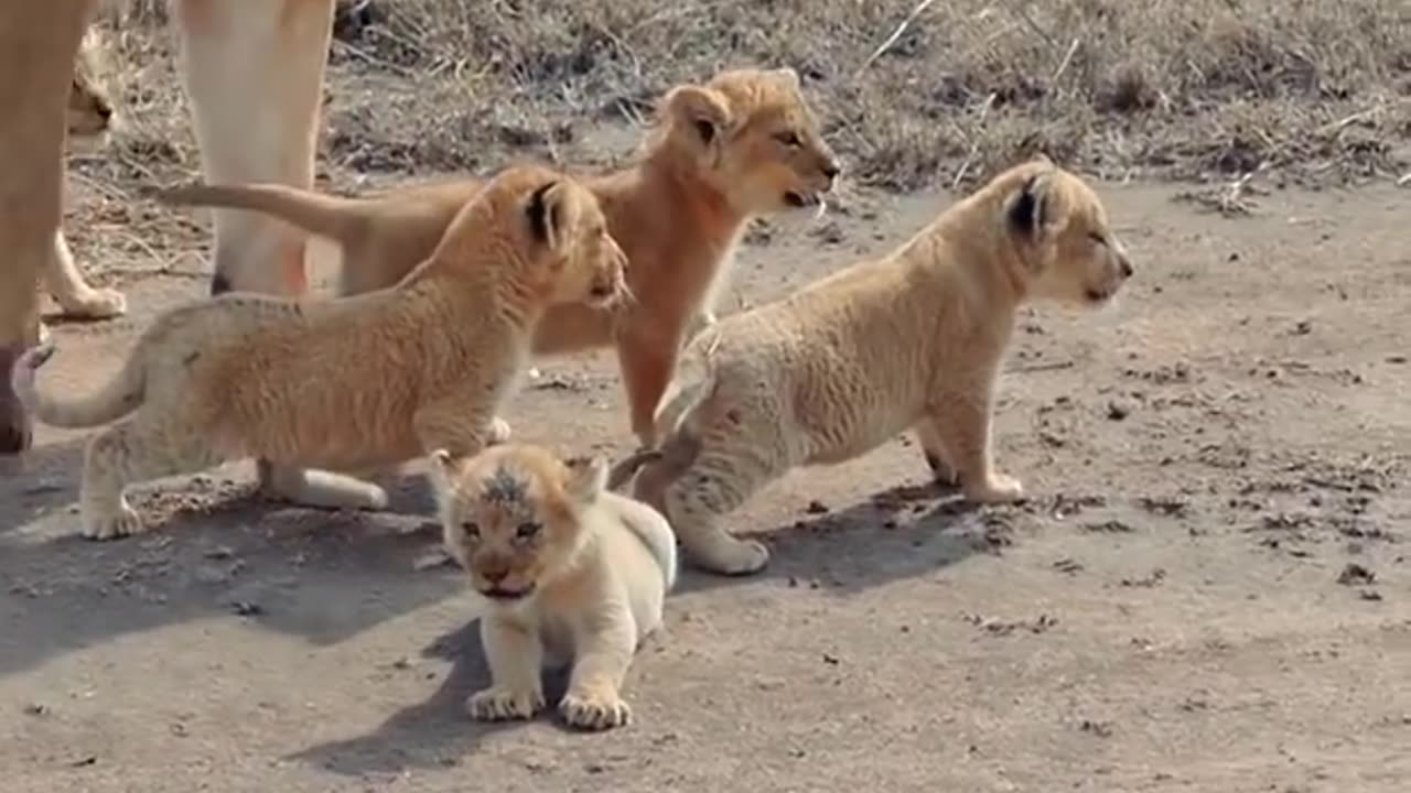 Lion Cub Cute