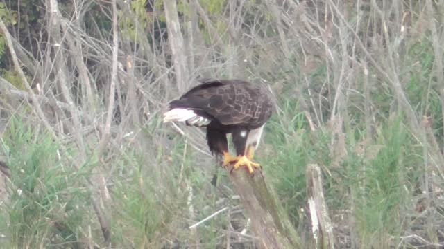 369 Toussaint Wildlife - Oak Harbor Ohio - Clean Your Beak After You Eat