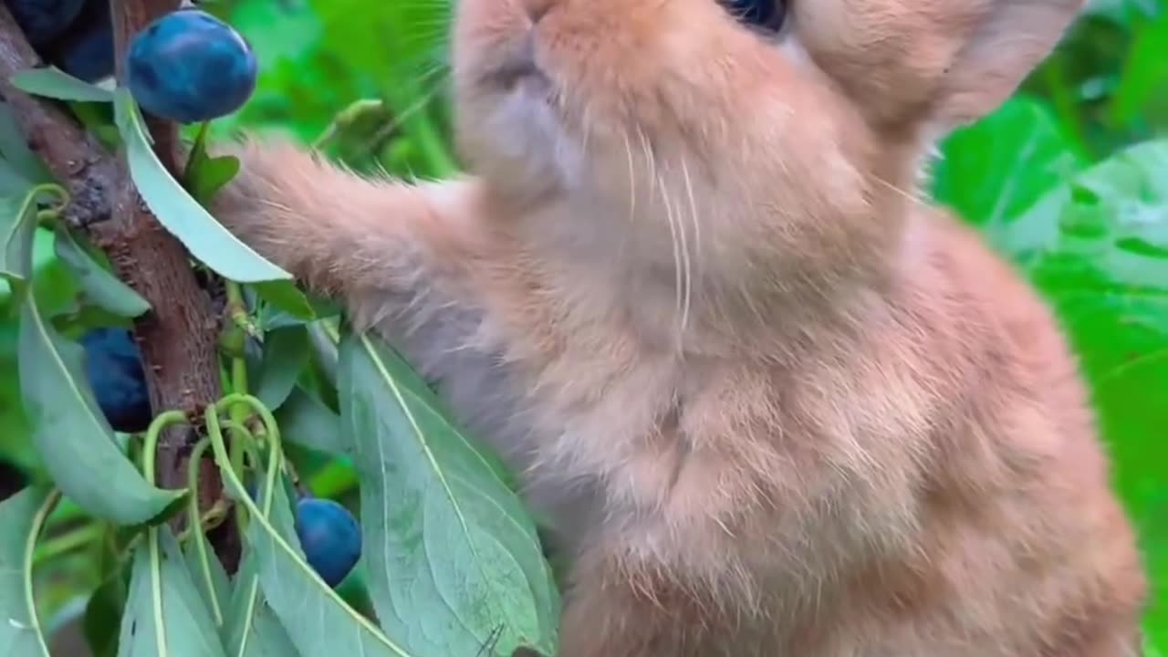 Funny Bunny