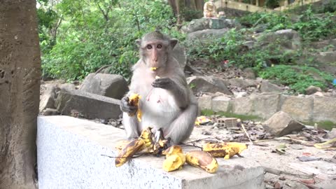 Monkeys Being Familiar With Living Beside Human Society