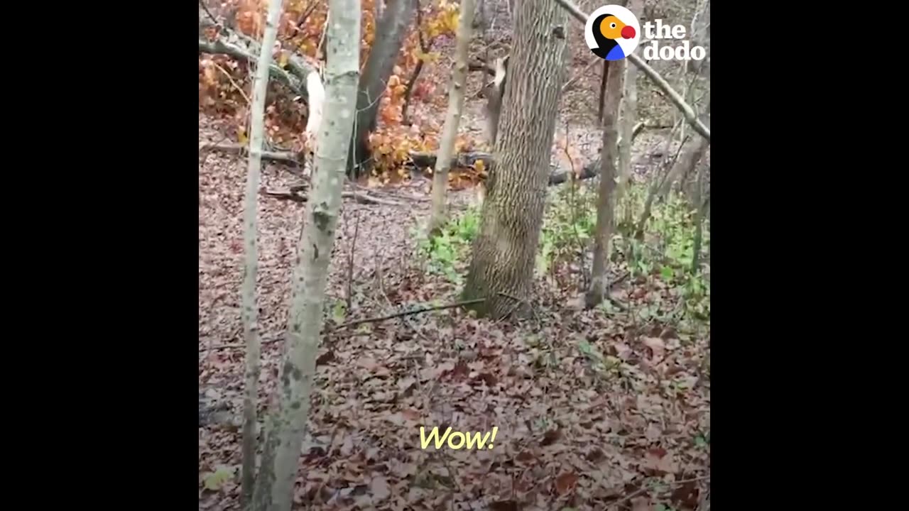 Raccoon Stuck Under Fallen Tree Rescued by Great Guys | The Dodo