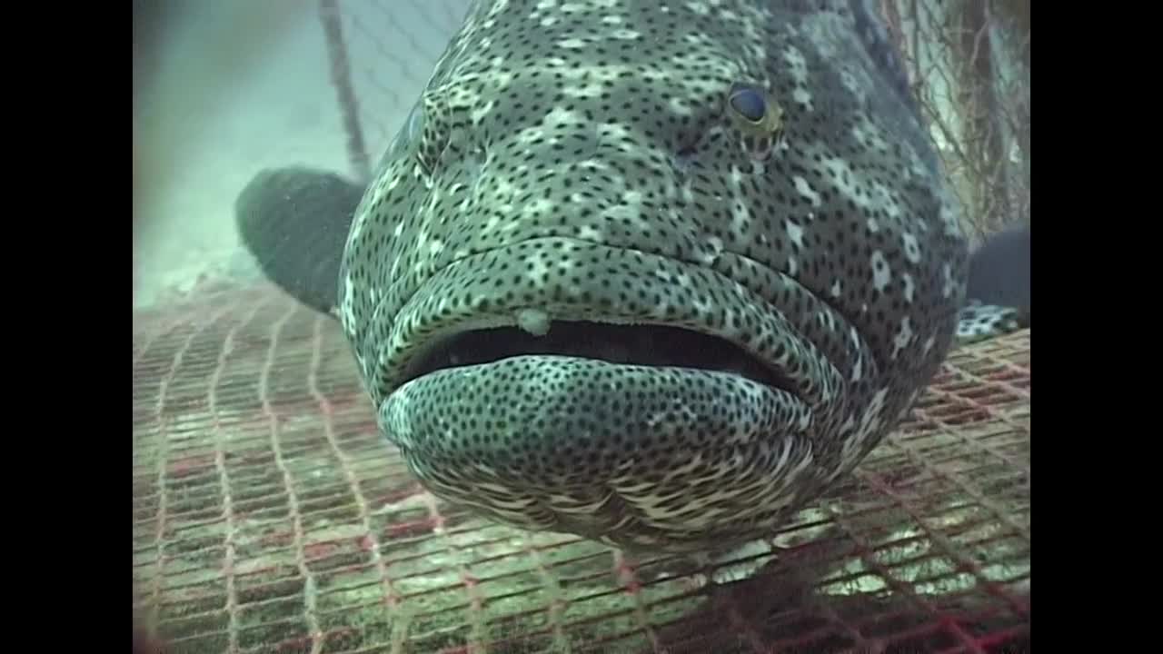 Groupers and Big Fish - Reef Life of the Andaman - Part 10