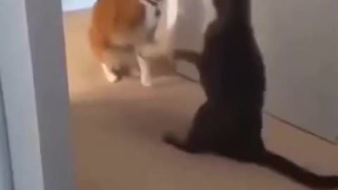 Funny Cat Knocked out Funny Animals