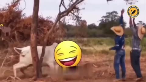 Funny Video