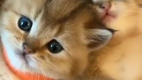 CUTE KITTENS