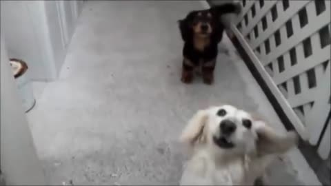 DOG BARK is a hilarious prank.