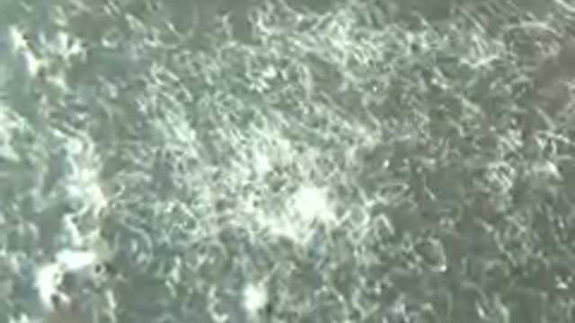 What's in the PCR test kit?