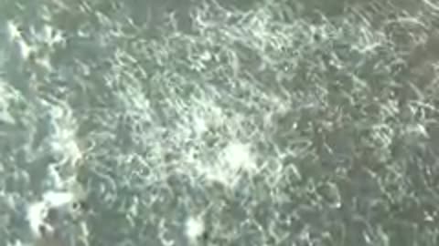 What's in the PCR test kit?