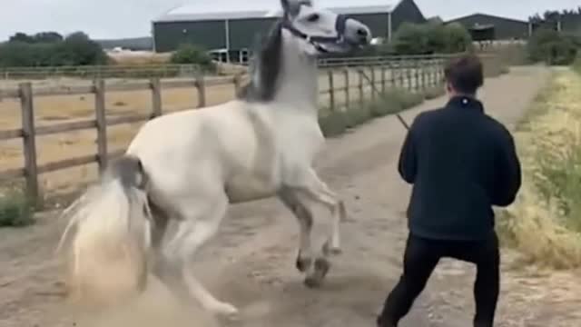 This horse has so much strength