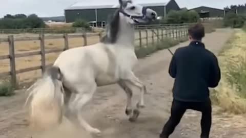 This horse has so much strength