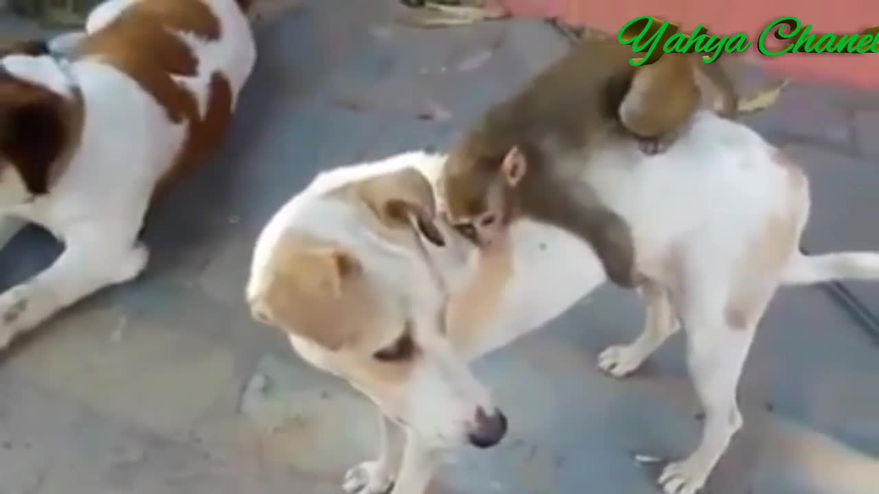 Dogs and monkeys are so cute and make you laugh - Funny Animals