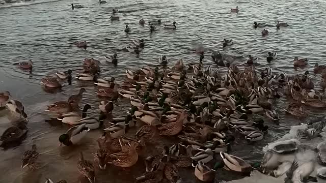 Many ducks