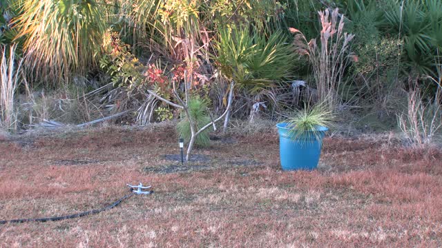 Florida Scrub Jay up-close