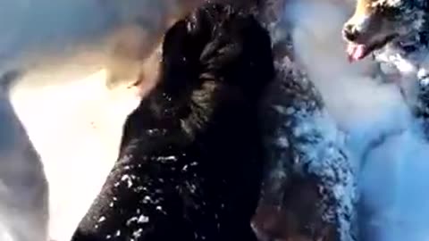 Dogal and bay dogs kill puma