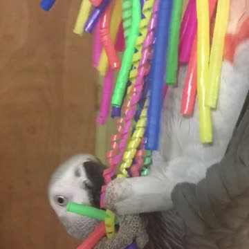 Greyson the Grey playing with the Fun Kabob from Talon Toys