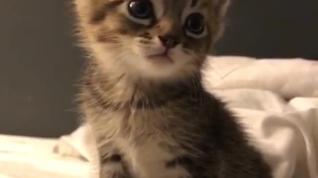 Cute Kitten