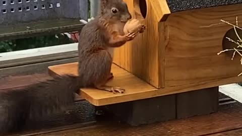 Little Cute Squirrel Try To find Nuts