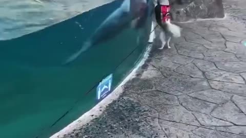 Dolphin made a friend